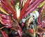 SDW Heroes 29 Sun Quan Gundam Astray He Yan Xiang Hu (Kakuenshoko)