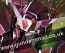 1/144 HG Cherudim Gundam Trans-Am Mode