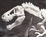 Dinosaur Limex Model Tyrannosaurus Rex Skeleton 